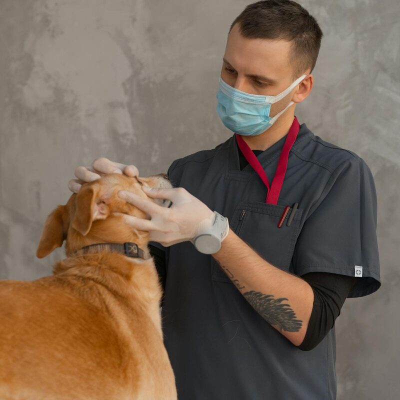 A professional veterinarian in mask examines a dog indoors during a checkup.