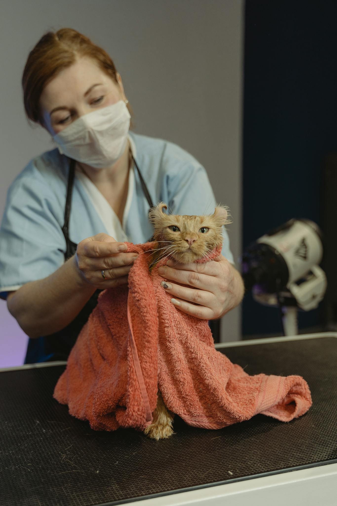 A veterinarian in a mask grooming a cat wrapped in a towel.