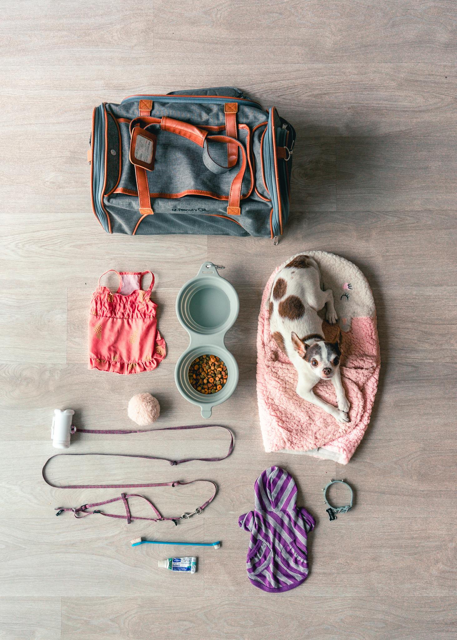 Flat lay of Chihuahua travel essentials, including bag, food, and accessories.