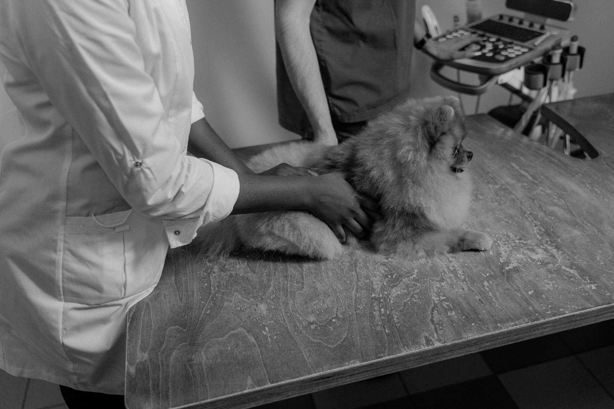 Pomeranian dog being examined by veterinarians. Black and white image captures a detailed check-up scene.